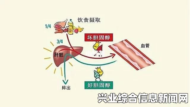 关于胆固醇高的原因及其潜在危害的深入探究分析