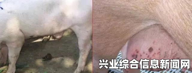 黑暗之魂2全道具深度解析与冷门道具运用技巧指南