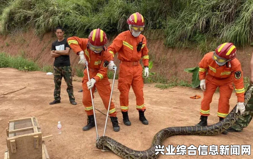 怪物猎人OL 大剑毕业配装—拔刀术极与凝神配装的完美结合