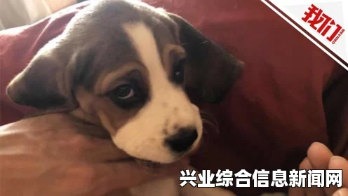 黑暗之魂2原罪学者铁匠NPC所在位置