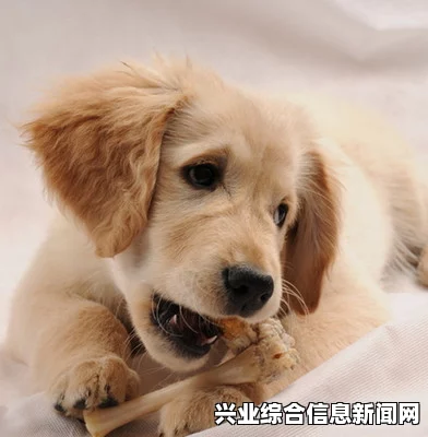 黑暗之魂2原罪学者游戏背景
