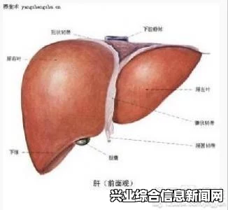 肝炎传染吗？全面解读肝炎的传染性问题