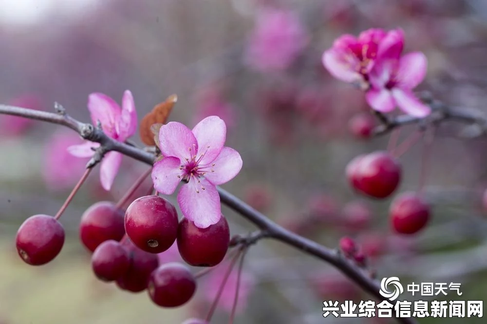 植物大战僵尸，花园战争2 全50个雪花球获取方法视频