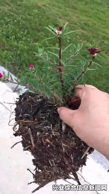 生命力与体力提升之道，探索生命潜能的秘诀