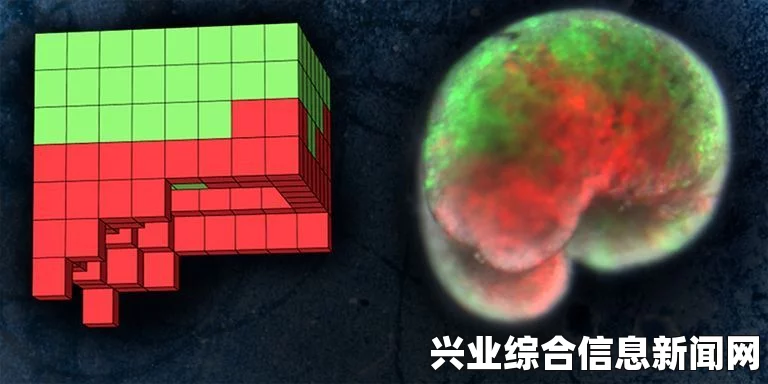 活体脑细胞与红色示踪液，探索获得红示踪液的神秘路径