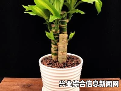 生成，专注核心要点，一目了然——注意事项详解