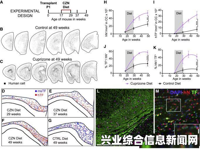 关于活体脑细胞及其存档位置的研究与探讨