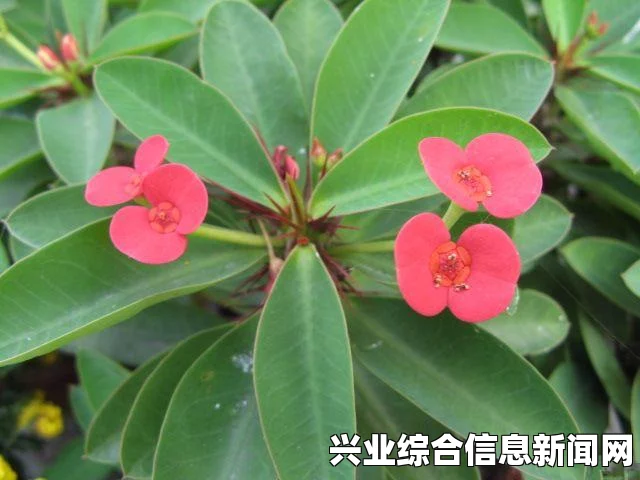 digitalis植物位置