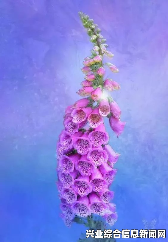 Digitalis植物的生态位置与特性探究