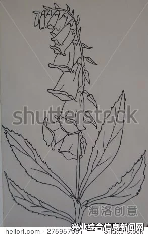 digitalis植物位置