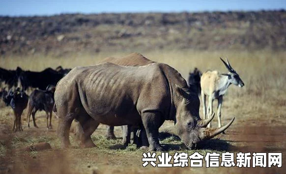 攻城犀牛的基本介绍