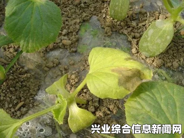 母基地疫病概述