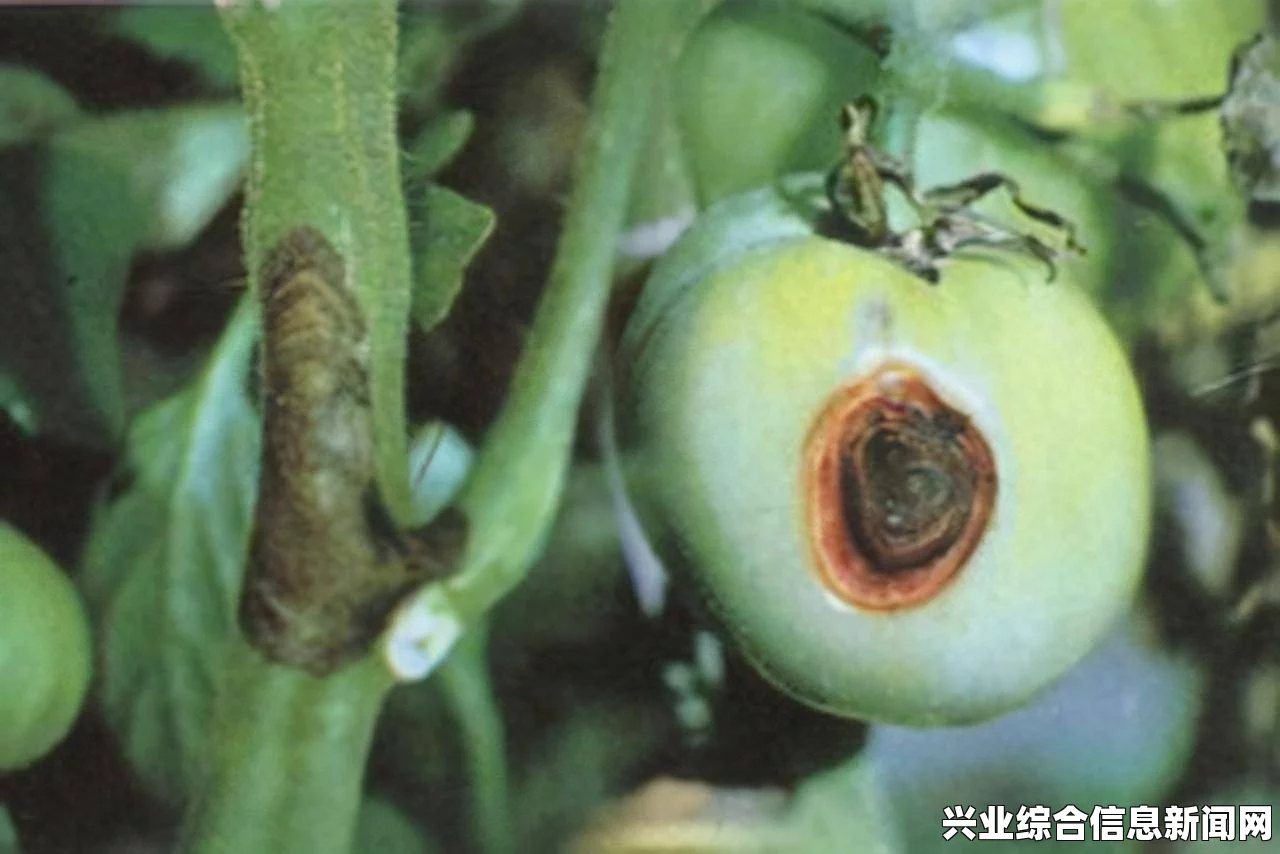 母基地疫病概述