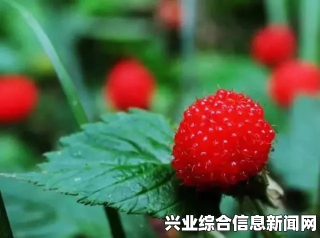 野草莓，基本信息一览