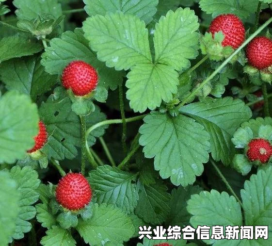 野草莓的基本信息