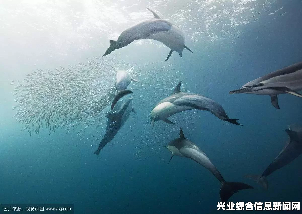 了解海豚盾