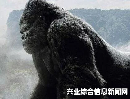 寻找金刚的踪迹