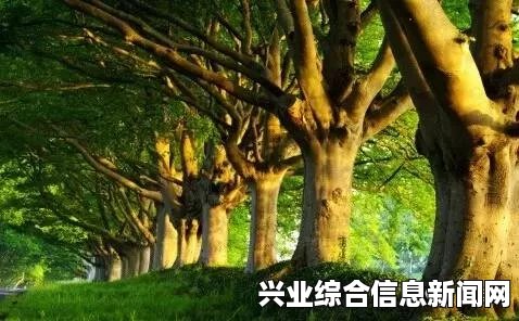 焦血树苗木的基本信息