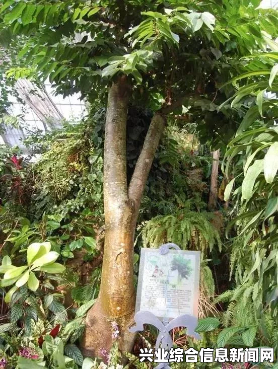 焦血树苗木的基本信息