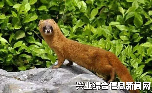 我的世界，命令让动物喷血的方法揭秘
