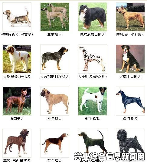 宠物狗的多样种类及其独特特点概述