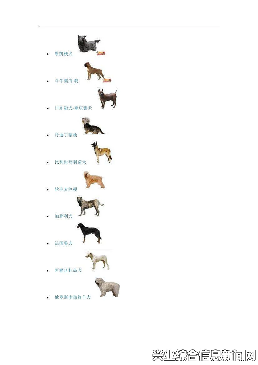 宠物狗的种类与特点
