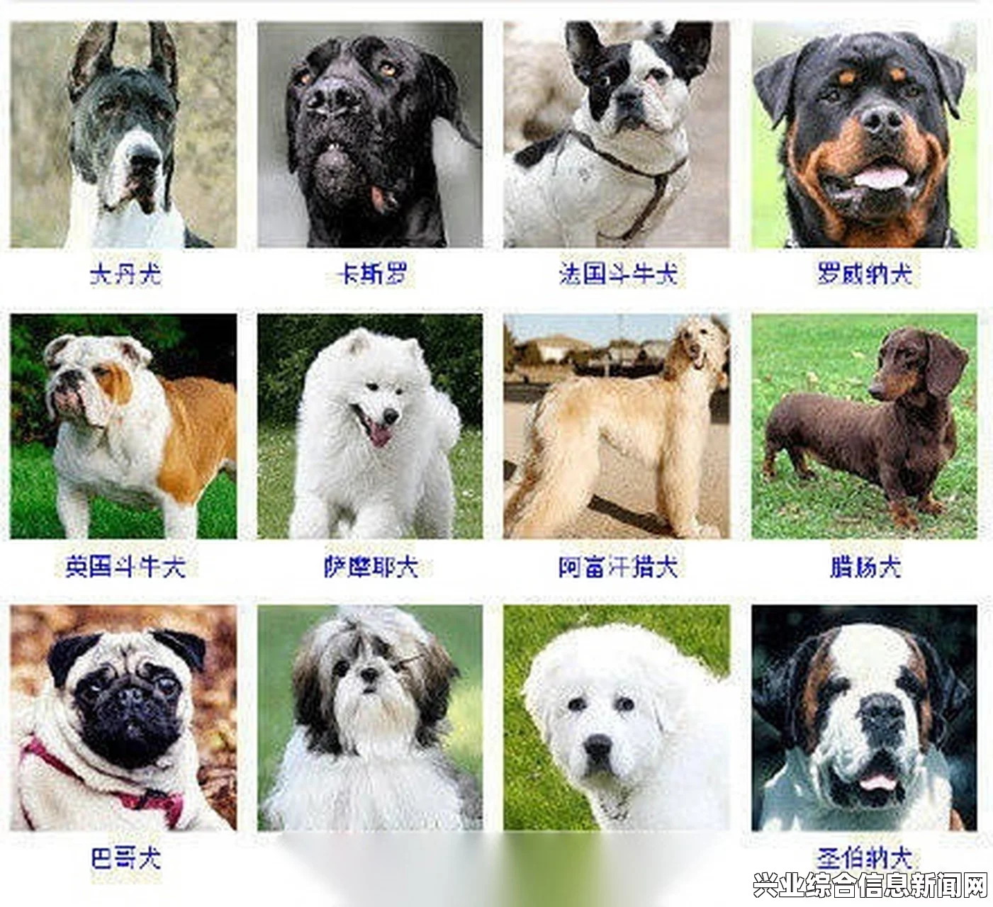 宠物狗的种类与特点