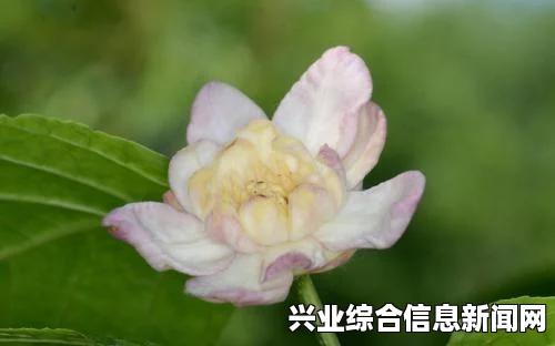 珍惜种子的获得方法