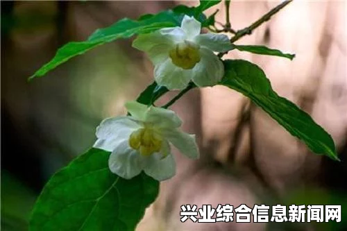 珍惜种子的获得方法