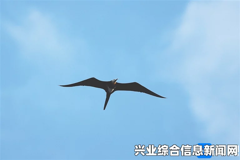 小盗龙数据资料揭秘，探索生物奥秘的珍贵资料