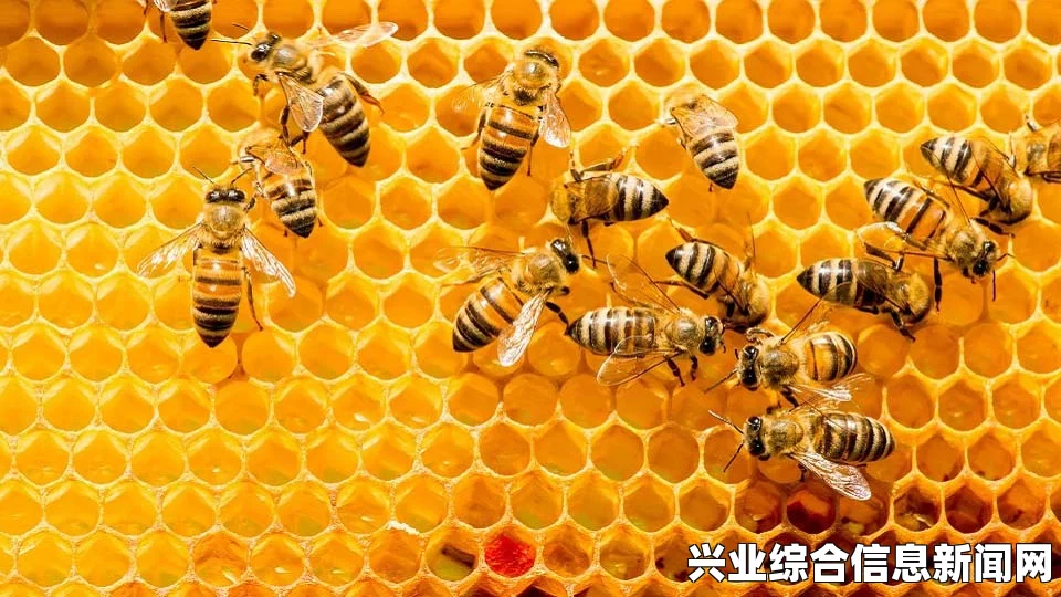 蜂巢的作用