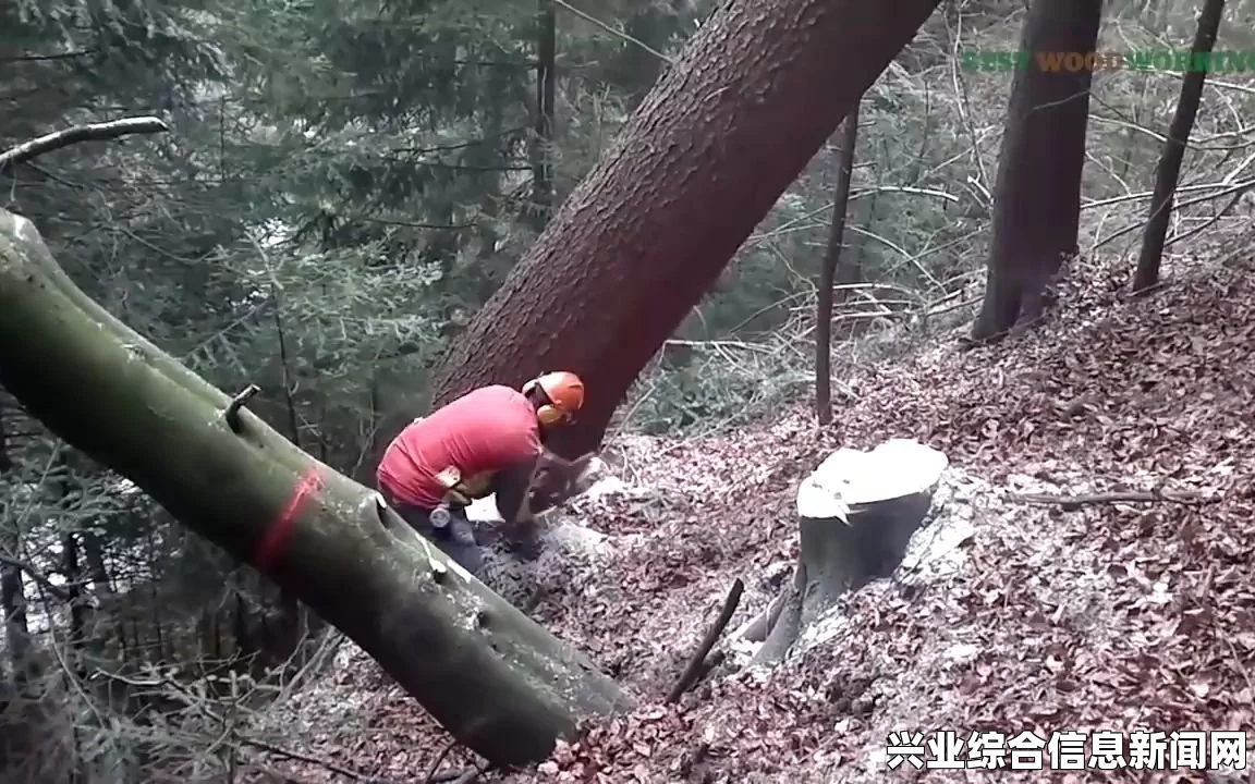 象鸩林砍树方法
