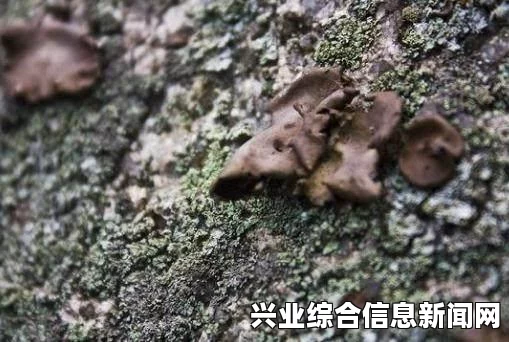 仙剑奇侠传6，石菇相关内容简介与任务说明