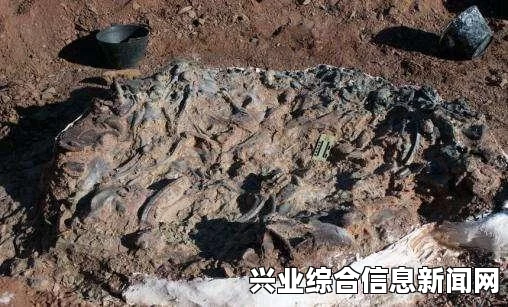 龙骨化石最速刷法