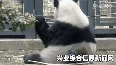 乌鸦窝宝箱概述