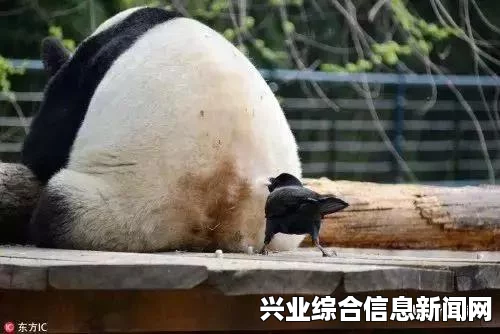 乌鸦窝宝箱概述