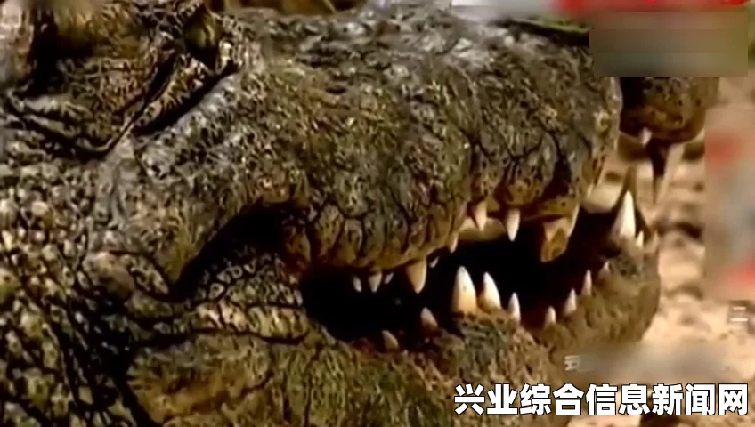 寻找神秘鳄鱼，揭开水域潜伏者的神秘面纱