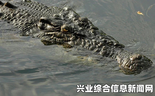 寻找鳄鱼