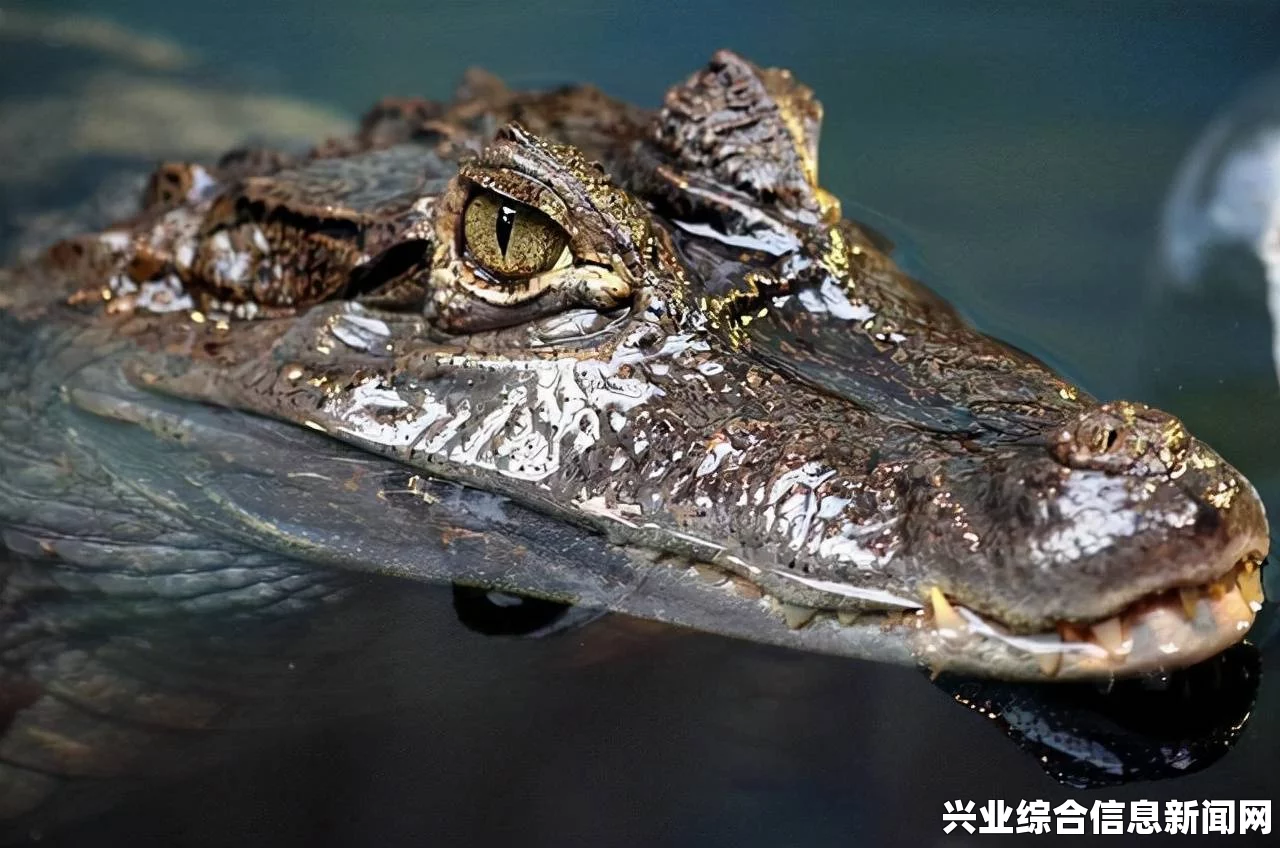 寻找鳄鱼