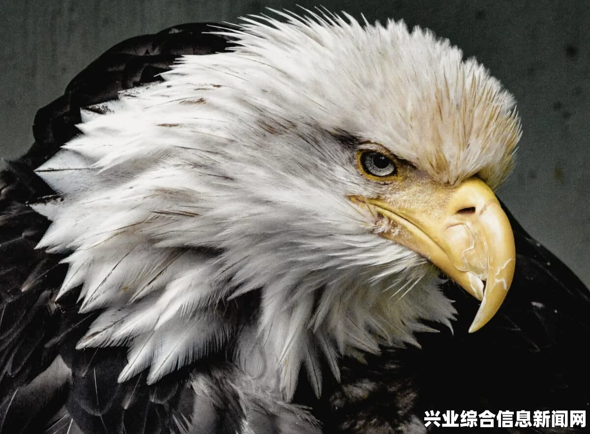 老鹰基本特点解析，空中霸主之独特风采