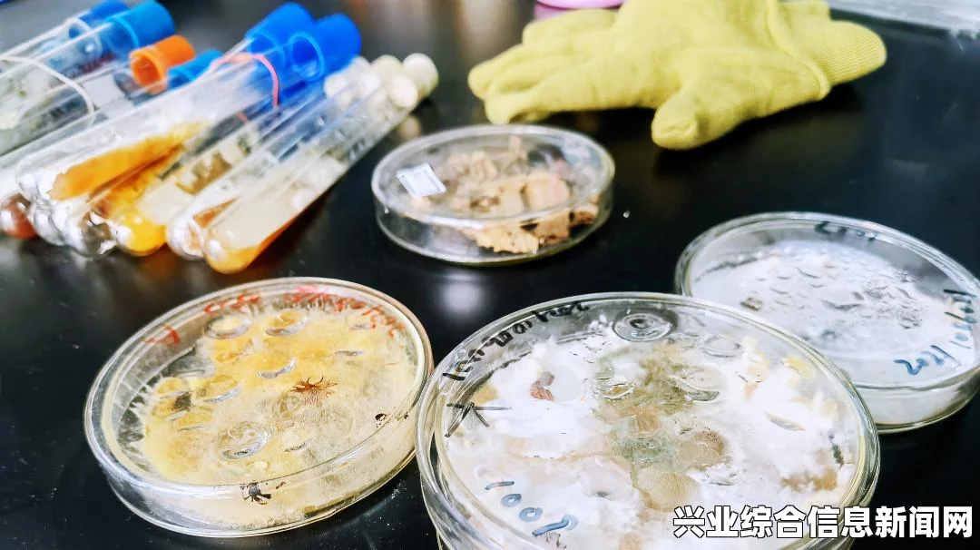 风暴英雄，实验室中的小兵召唤策略与希女王实战探讨
