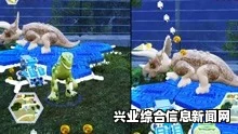 乐高侏罗纪世界 存档攻略及问答环节