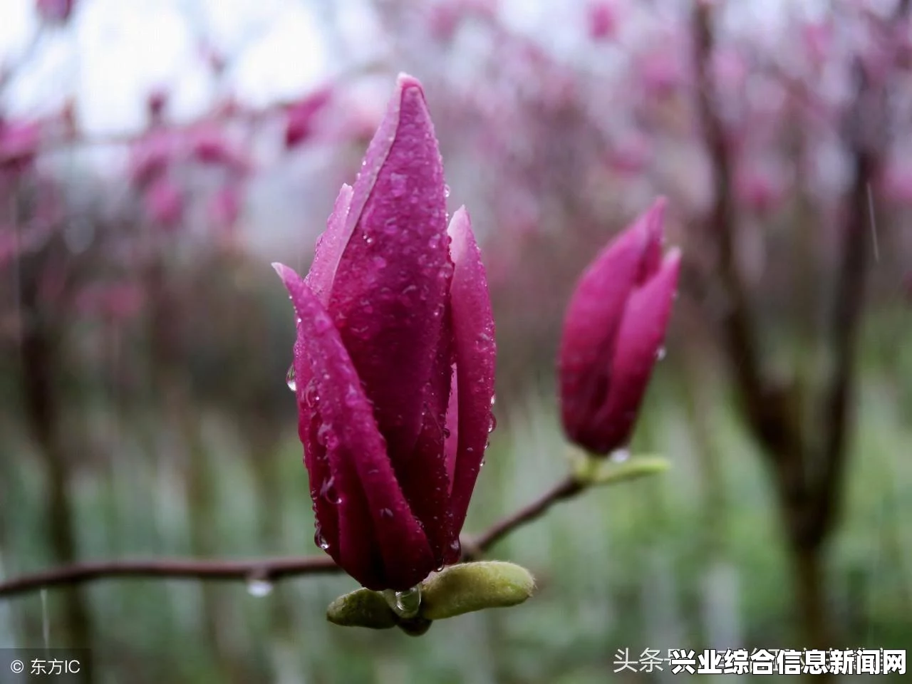 黑暗之魂2原罪学者蝎子男二龙戒指获取攻略，取得条件详解