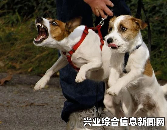 宠物攻击原因深度解析，探究背后的多重因素