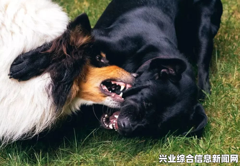 宠物攻击的原因
