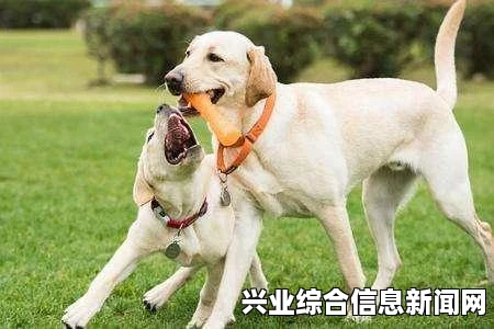 宠物攻击的原因