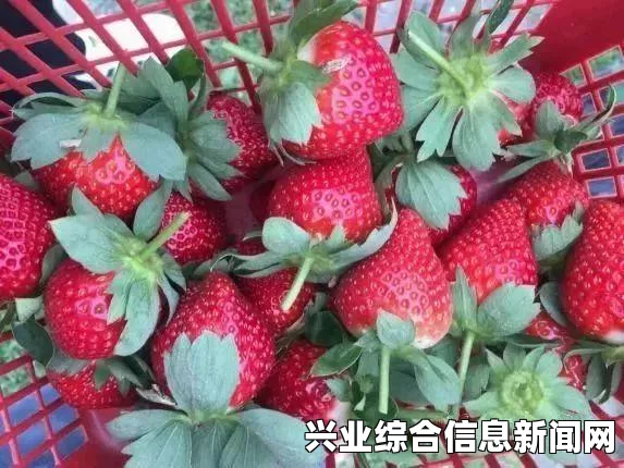 攻略启程，探索未知领域，开启精彩之旅！