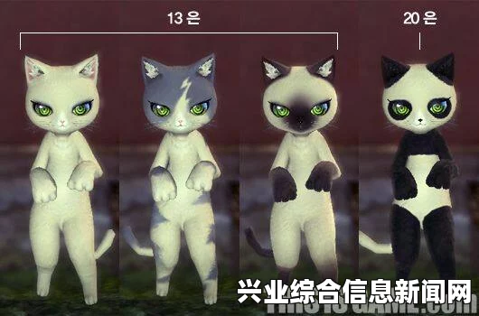 猫之套装的全面介绍与解析