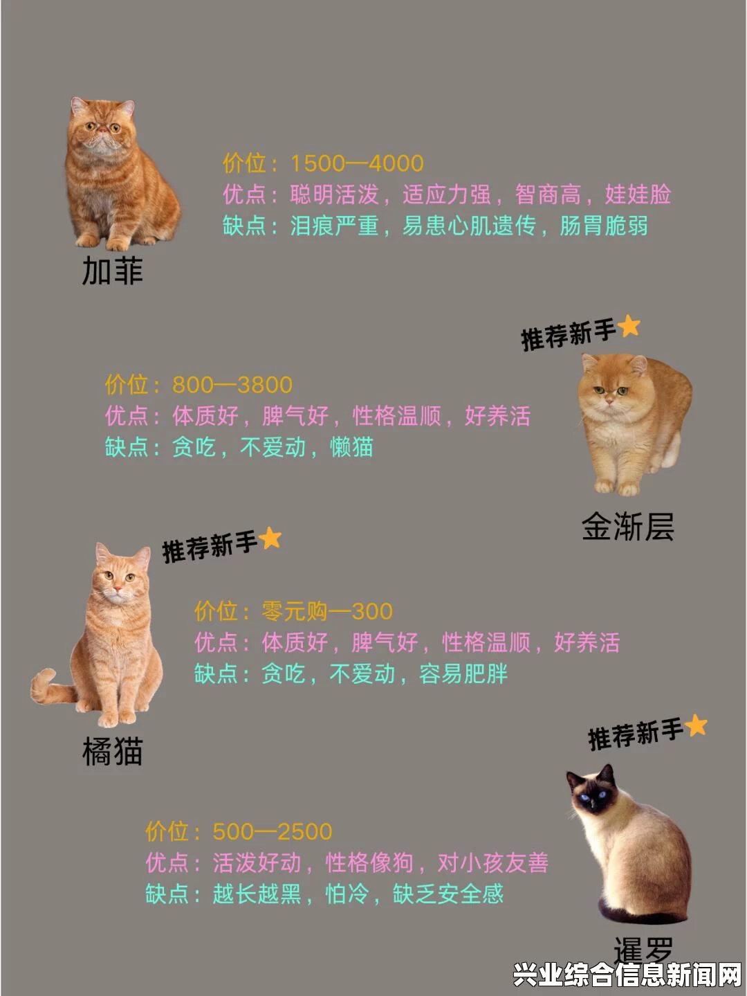 猫之套装的概述